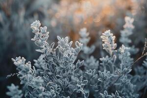 Frosted Plants in the Sun Background photo