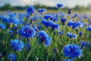Blue Cornflowers in a Field Background photo