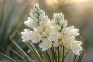 un de un flor con el Dom en el antecedentes foto