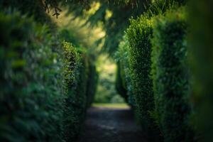 A Path Through a Green Hedge Lined with Bushes Background photo