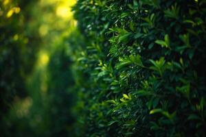 Green Hedge Background with Sunlight Background photo