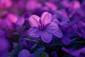 Purple Flowers are Shown in a Field Background photo