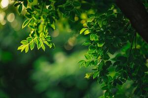A  of Green Leaves on a Tree Background photo