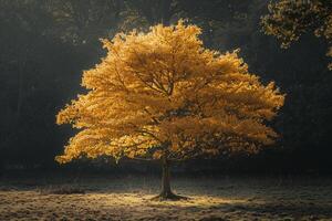 A Yellow Tree in a Field Background photo
