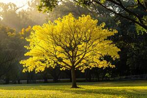 A Yellow Tree in a Field Background photo