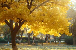 Yellow Tree in the Park Background photo