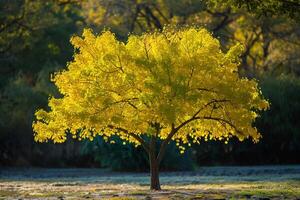 A Yellow Tree in the Middle of a Field Background photo