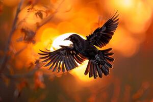 A Crow Flying in Front of a Sunset Background photo