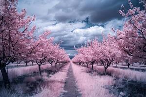 A Pink Tree Lined Path with Trees in the Background with Background photo