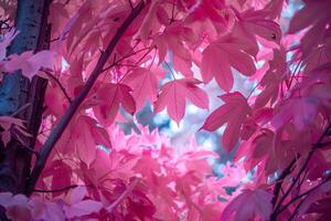 Pink Leaves on a Tree in the Forest with Background photo