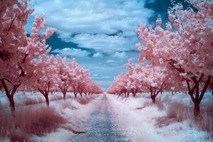 A Pink Tree Lined Road with Trees in the Background with Background photo