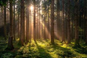 Sunlight Shining Through the Trees in a Forest with Background photo