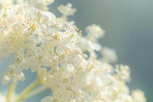 a  of a white flower with lots of white petals background photo