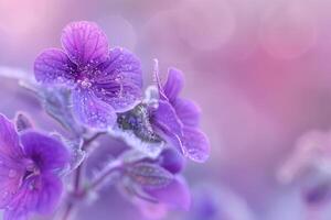 Purple Flowers with Dew Drops on Them Background photo