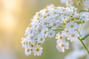 White Flowers with Yellow Centers in Sunlight Background photo