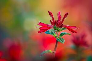 Red flower in middle of field Background photo
