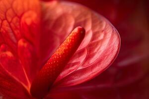 Red Flower with Green Stem Background photo