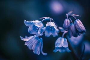 Bluebells in Garden Background photo