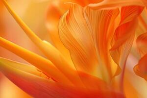 Flower with Orange Petals Background photo