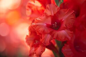 Red Flower Is in Front of a Bright Light Background photo
