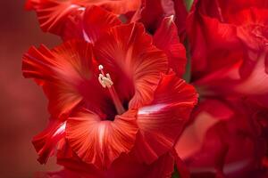 Red Flower with Red Background  Background photo
