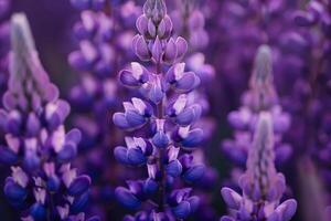 Purple Flowers in Field Background photo