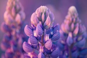 Purple Flowers in Field Background photo