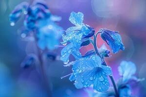 Blue Flowers with Water Droplets Background photo