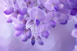 Purple Flowers in This Photo Background