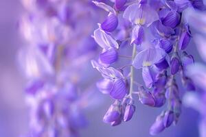 Purple Flowers Hanging from a Branch Background photo