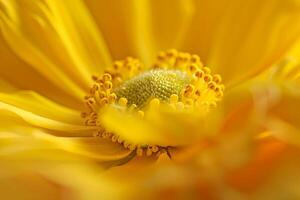 Yellow Flower with a Center Background photo