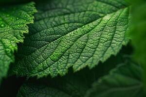 Green Leaves with Water Droplets Background photo