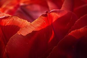 A  of a Red Tulip with the Sun Shining Through, Nature Background photo