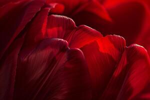 Red Tulip with Background photo
