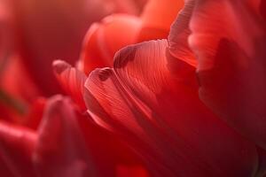 Red Tulips in Sunlight with Background photo