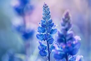 Blue Flowers in Field with Background photo