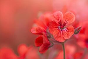 Red Geranium Flowers on a Blurry Background photo