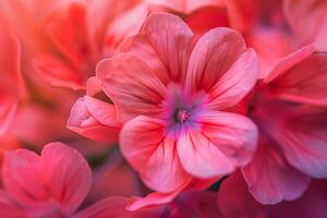 A  of Pink Flowers with a Blurry Background photo