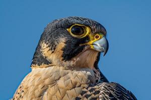 a  of a bird with a blue sky in the background with nature background photo