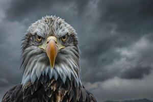 an eagle with a dark sky background with nature background photo