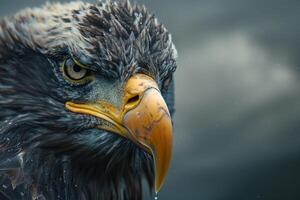 an eagle with a dark background and a yellow beak photo