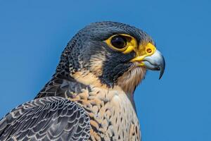 a  of a bird with yellow eyes with nature background photo