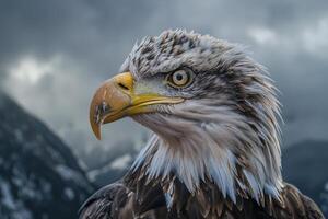 an eagle with a dark sky background photo