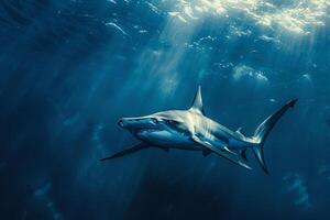 Shark Swimming in the Ocean with Sunlight Background photo