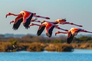 Group of Flamingos Flying over a Body of Water Background photo