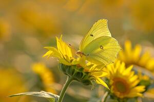 Yellow Butterfly on a Sunflower Background photo
