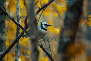 A blue jay perched on a branch in the woods, background photo