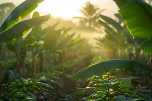 A field of green bananas, background photo