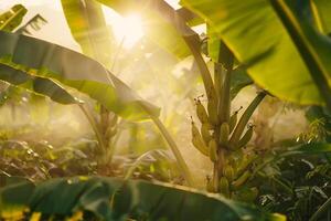 A banana tree with many bananas growing on it, background photo