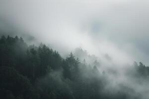 A forest with trees and fog in the background, background photo
